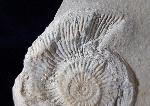Subplanites rueppelianum QUENSTEDT 1888 - Bild © FossNet FossilienStore